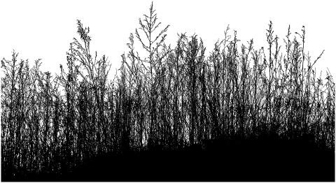 grass-vegetation-silhouette-brush-8111326