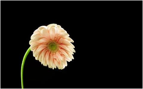 gerbera-flower-plant-daisy-petals-6205336