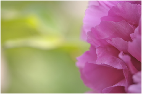 peony-flower-bloom-blooming-spring-5171627