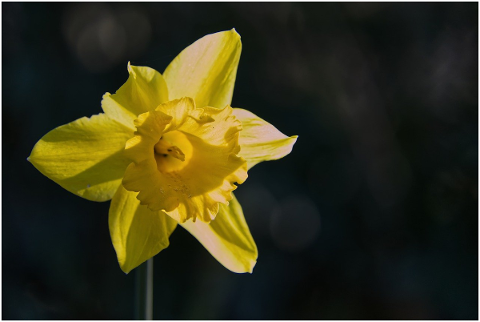 spring-spring-flowers-yellow-nature-4992000