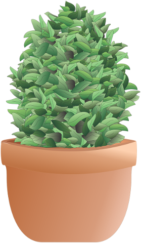 shrub-bush-plant-tree-herb-pot-4858822