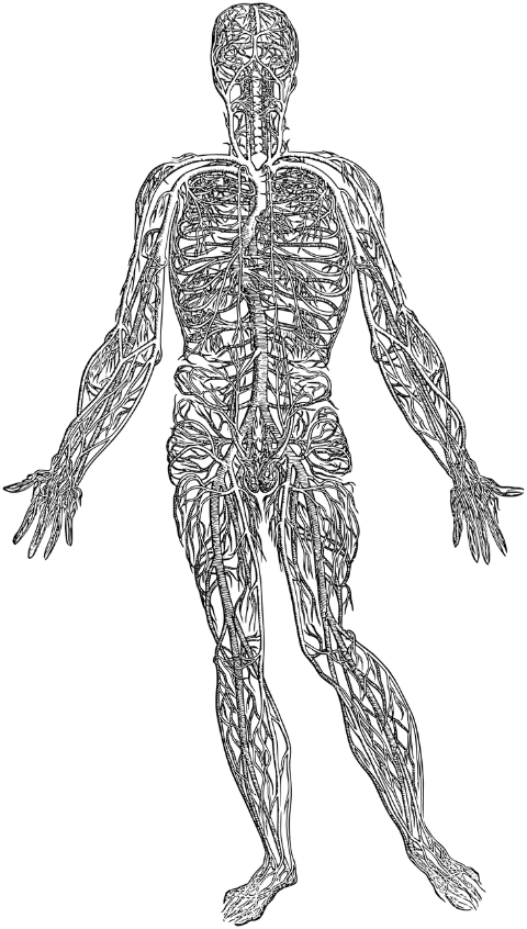skeleton-circulatory-system-heart-8143910