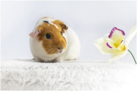 animal-guinea-pig-rodent-cute-pet-5177874