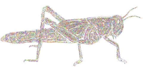 grasshopper-cricket-line-art-locust-5164446