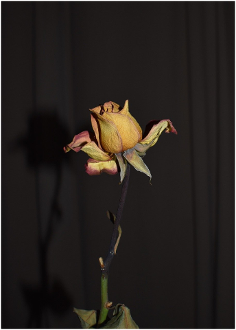 rose-flower-dried-everlasting-4840371