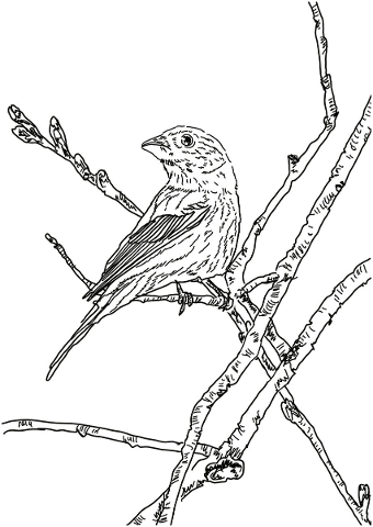 bird-black-and-white-sketch-branch-5097569