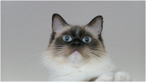 cat-thoroughbred-ragdoll-nice-fur-4401311