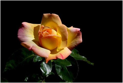 pink-the-colour-yellow-rosebush-4916568