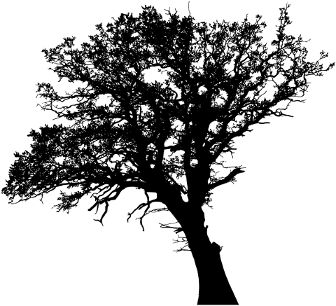 tree-branches-silhouette-trunk-5767907