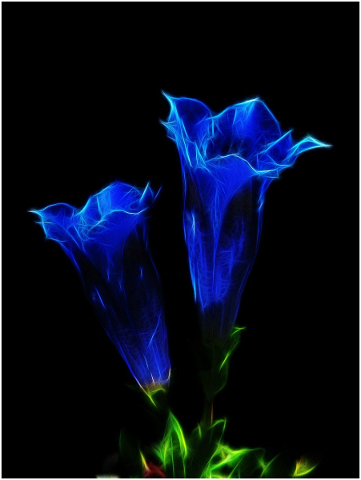 gentian-fractalius-photo-art-4616799