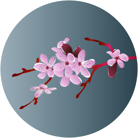 cherry-blossom-japan-sakura-spring-7073447