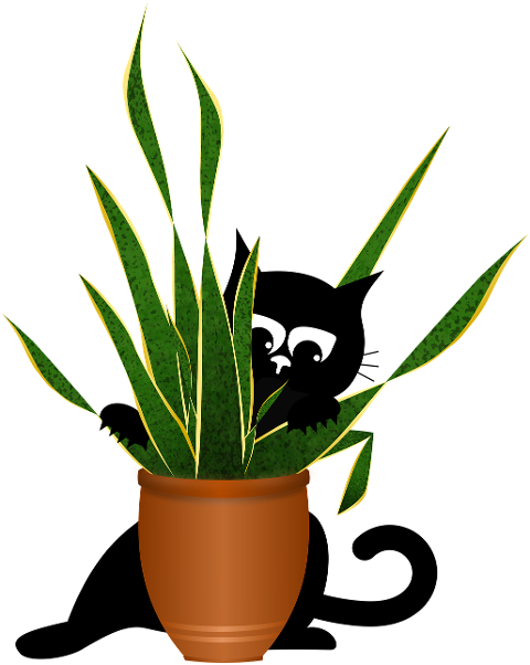 cat-pot-plant-kitten-black-cat-8671874