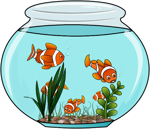 fish-red-fish-aquarium-jar-8898051