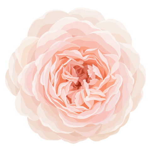 pink-peony-peony-flower-10484642
