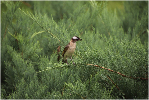 white-browed-laughingthrush-trees-6050533