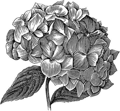 hydrangea-flower-line-art-plant-7297621