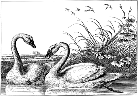 swans-birds-lake-animals-6121447