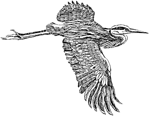 great-blue-heron-bird-animal-8043707