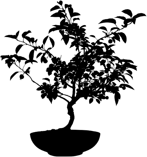 bonsai-tree-plant-silhouette-6548982