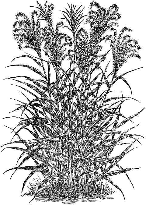 grass-vegetation-line-art-flora-7297617