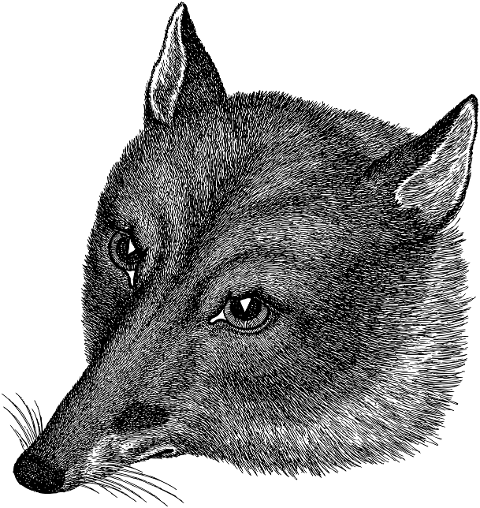 fox-animal-predator-line-art-7242740