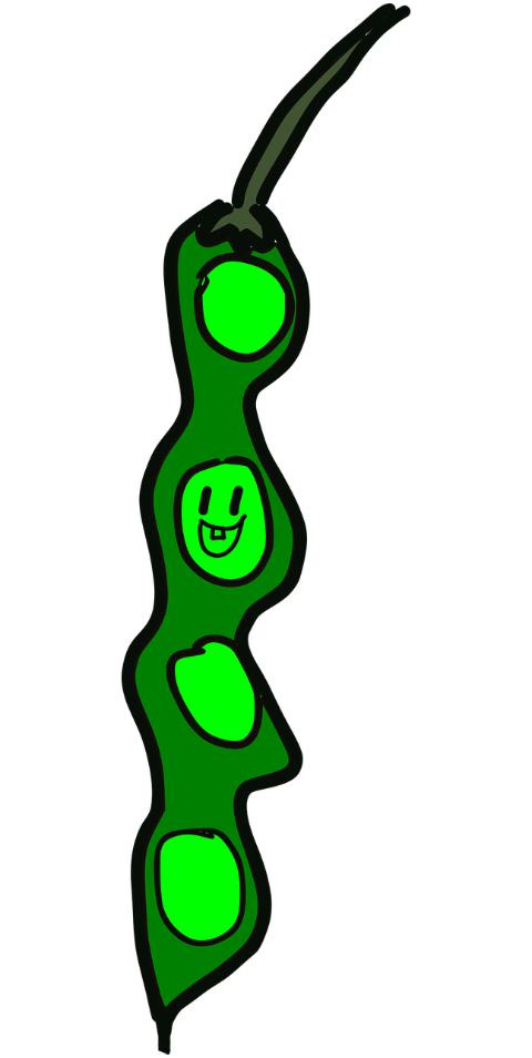 vegetable-beans-peas-healthy-fresh-7037087