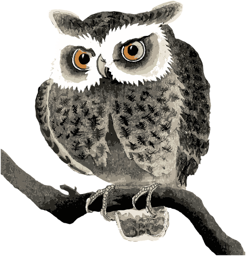 owl-bird-sitting-animal-feathers-6785184