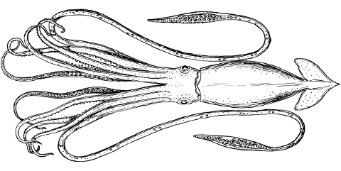 squid-animal-marine-sea-ocean-8043748