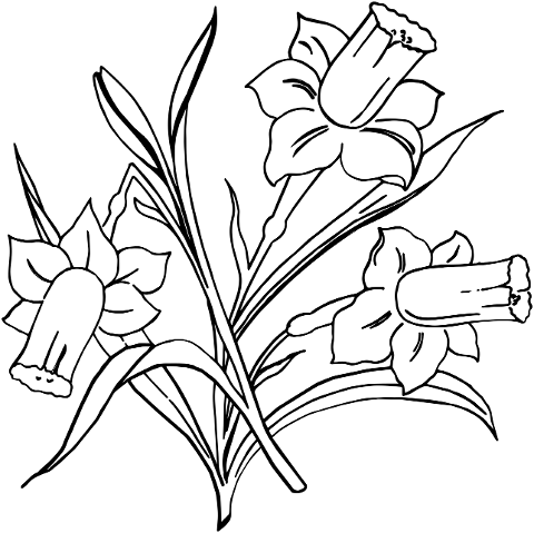 line-art-daffodils-spring-flowers-7125200