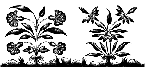 flowers-plants-line-art-flora-7203078