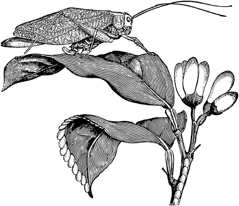 grasshopper-leaf-plant-line-art-7297650