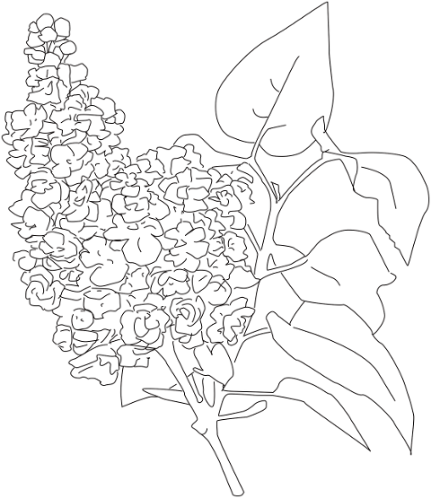 lilac-flower-plant-petals-bloom-7237636