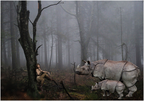 forest-danger-animals-rhino-mammal-6022956