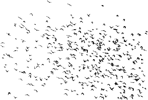 birds-flock-of-birds-migratory-birds-6844060
