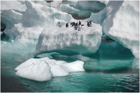 penguins-iceberg-sea-birds-animals-6086503