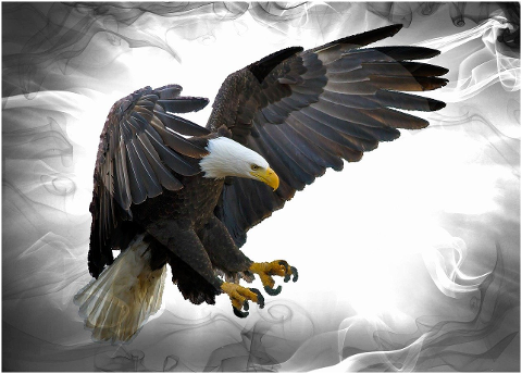 bald-eagle-bird-predator-raptor-6194356