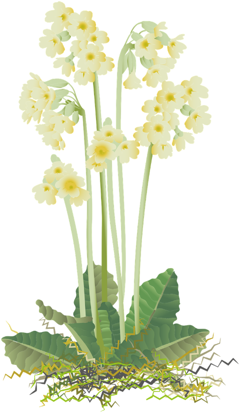 primrose-primula-flower-plant-6239620