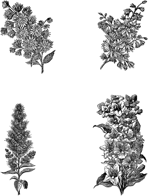 flowers-plants-line-art-decoration-7297632