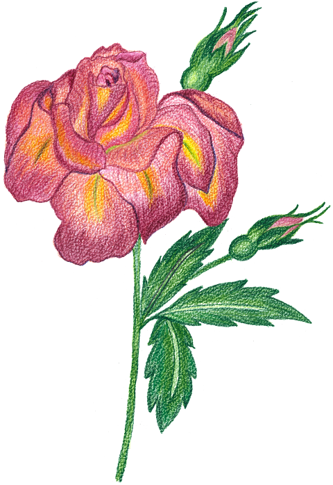 roses-flowers-watercolor-8486190