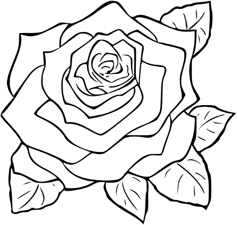 flower-rose-garden-bloom-blossom-6862130