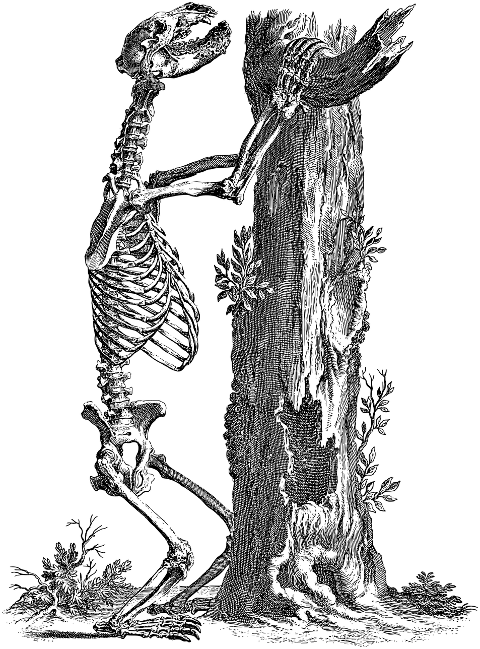 animal-skeleton-line-art-tree-7226327