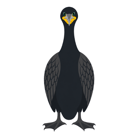 cormorant-water-bird-black-feathers-10365662