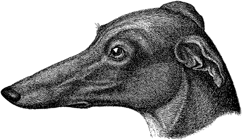 greyhound-dog-head-line-art-face-7384685