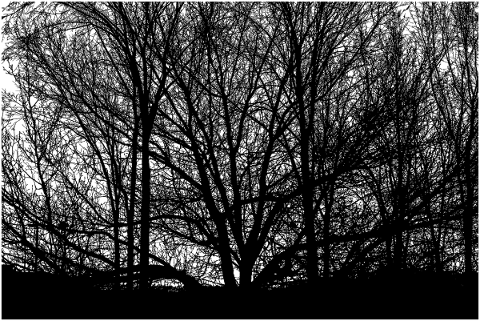 forest-trees-silhouette-branches-5130467