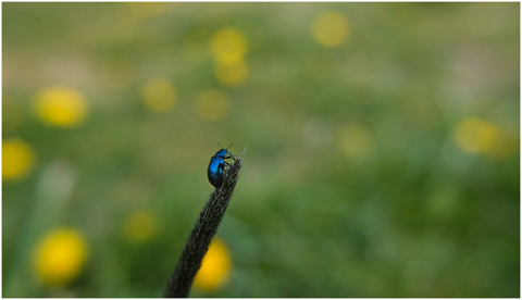 insect-the-beetle-spring-macro-5154890