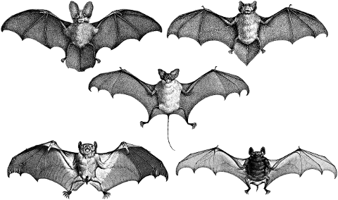 bats-wings-line-art-flying-animals-4512156