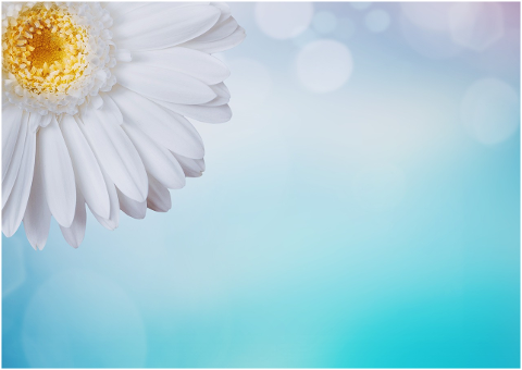 gerbera-flower-bokeh-white-4379811