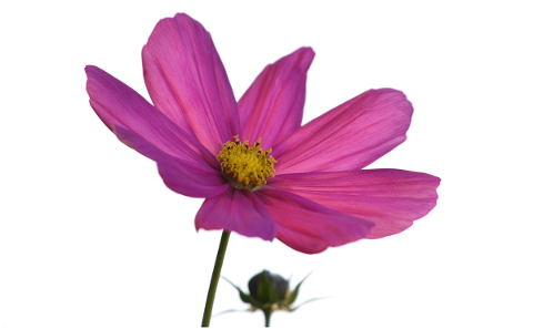 flower-cosmos-nature-pink-purple-5201736