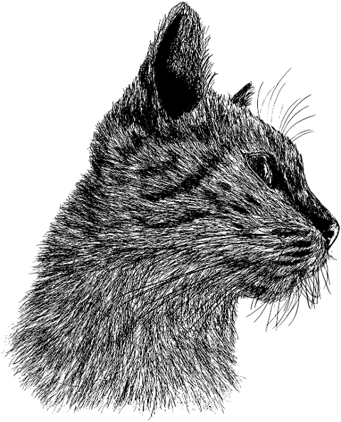 cat-animal-sketch-line-art-head-6471802