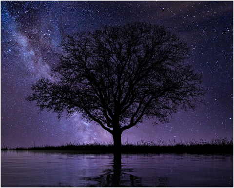 tree-stars-lake-water-single-tree-6057779